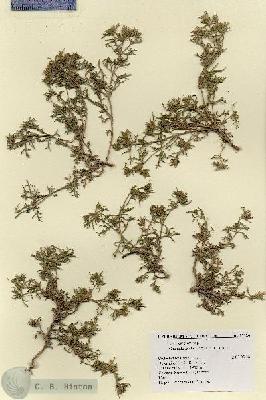 URN_catalog_HBHinton_herbarium_19126.jpg.jpg
