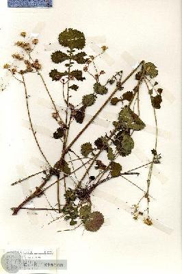 URN_catalog_HBHinton_herbarium_19158.jpg.jpg