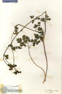 URN_catalog_HBHinton_herbarium_19135.jpg.jpg