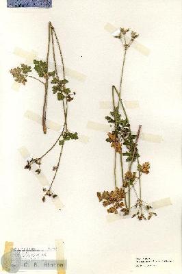 URN_catalog_HBHinton_herbarium_19159.jpg.jpg