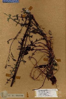 URN_catalog_HBHinton_herbarium_19143.jpg.jpg