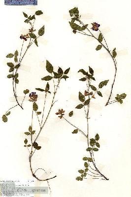URN_catalog_HBHinton_herbarium_19144.jpg.jpg
