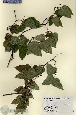 URN_catalog_HBHinton_herbarium_19149.jpg.jpg