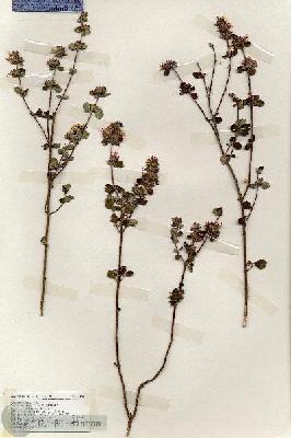 URN_catalog_HBHinton_herbarium_19185.jpg.jpg