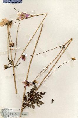 URN_catalog_HBHinton_herbarium_19178.jpg.jpg