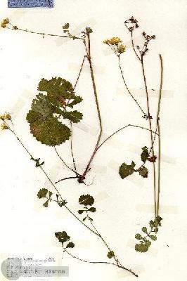 URN_catalog_HBHinton_herbarium_19195.jpg.jpg