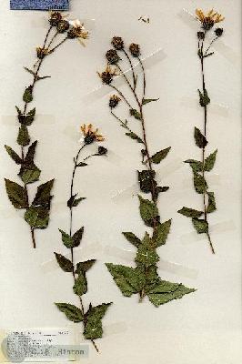 URN_catalog_HBHinton_herbarium_19210.jpg.jpg