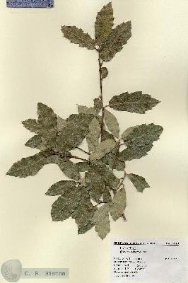 URN_catalog_HBHinton_herbarium_19219.jpg.jpg