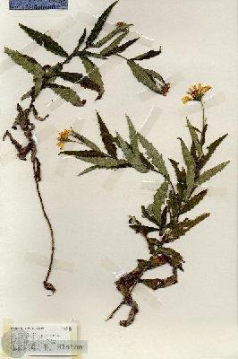 URN_catalog_HBHinton_herbarium_19212.jpg.jpg