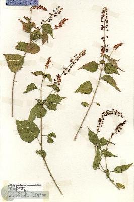URN_catalog_HBHinton_herbarium_19227.jpg.jpg