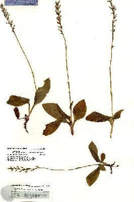 URN_catalog_HBHinton_herbarium_19260.jpg.jpg