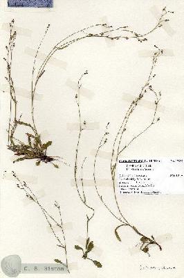 URN_catalog_HBHinton_herbarium_19233.jpg.jpg