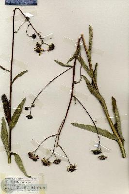 URN_catalog_HBHinton_herbarium_19236.jpg.jpg
