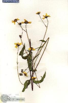 URN_catalog_HBHinton_herbarium_19237.jpg.jpg