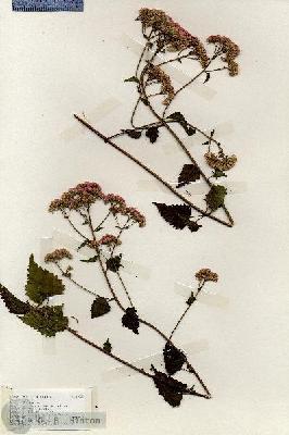 URN_catalog_HBHinton_herbarium_19238.jpg.jpg