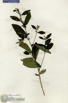 URN_catalog_HBHinton_herbarium_19240.jpg.jpg