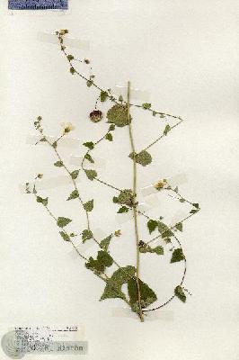 URN_catalog_HBHinton_herbarium_19242.jpg.jpg