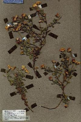 URN_catalog_HBHinton_herbarium_19244.jpg.jpg