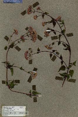 URN_catalog_HBHinton_herbarium_19249.jpg.jpg