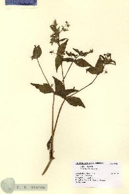 URN_catalog_HBHinton_herbarium_1925.jpg.jpg