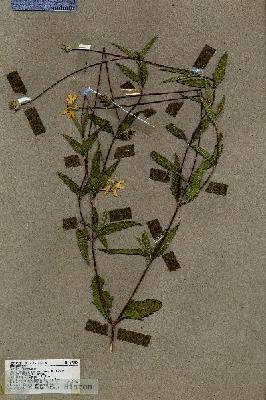 URN_catalog_HBHinton_herbarium_19250.jpg.jpg