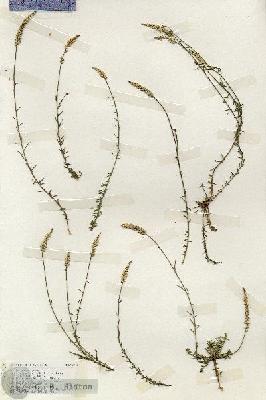 URN_catalog_HBHinton_herbarium_19253.jpg.jpg