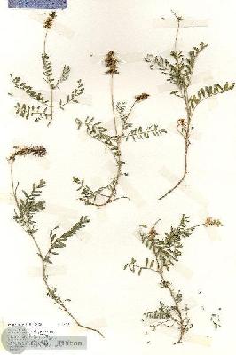 URN_catalog_HBHinton_herbarium_19254.jpg.jpg