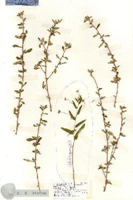 URN_catalog_HBHinton_herbarium_19288.jpg.jpg