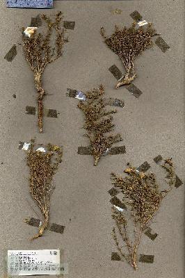 URN_catalog_HBHinton_herbarium_19280.jpg.jpg
