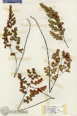 URN_catalog_HBHinton_herbarium_19302.jpg.jpg