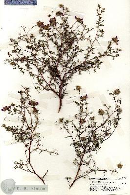 URN_catalog_HBHinton_herbarium_19299.jpg.jpg
