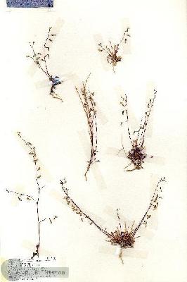 URN_catalog_HBHinton_herbarium_19307.jpg.jpg