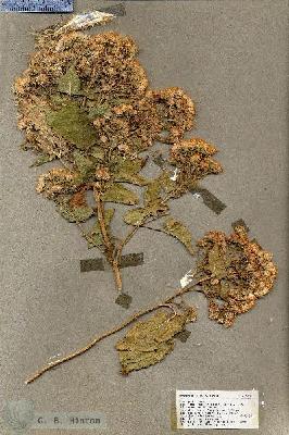 URN_catalog_HBHinton_herbarium_19318.jpg.jpg