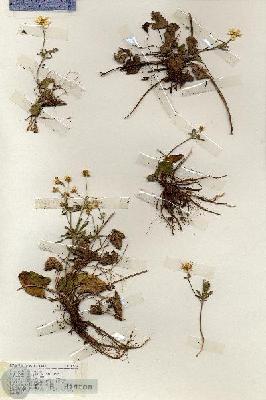 URN_catalog_HBHinton_herbarium_19324.jpg.jpg