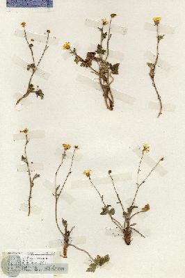 URN_catalog_HBHinton_herbarium_19325.jpg.jpg