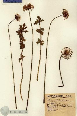 URN_catalog_HBHinton_herbarium_2029.jpg.jpg