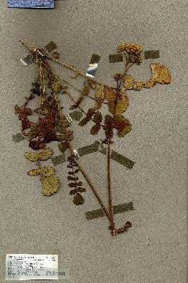 URN_catalog_HBHinton_herbarium_19327.jpg.jpg