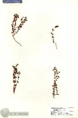 URN_catalog_HBHinton_herbarium_20382.jpg.jpg