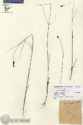 URN_catalog_HBHinton_herbarium_1933.jpg.jpg