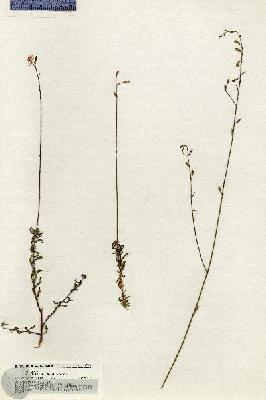URN_catalog_HBHinton_herbarium_20385.jpg.jpg