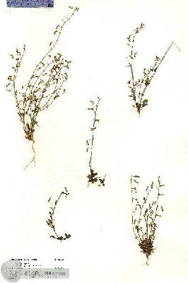 URN_catalog_HBHinton_herbarium_20388.jpg.jpg