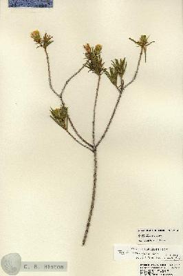 URN_catalog_HBHinton_herbarium_22713.jpg.jpg