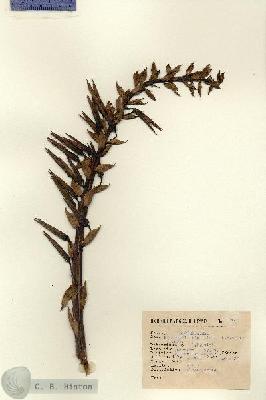 URN_catalog_HBHinton_herbarium_2040.jpg.jpg