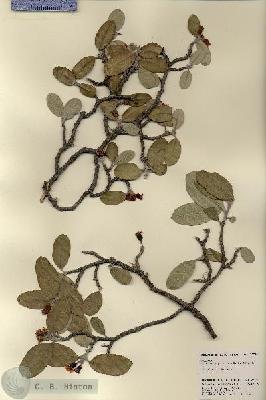 URN_catalog_HBHinton_herbarium_22724.jpg.jpg