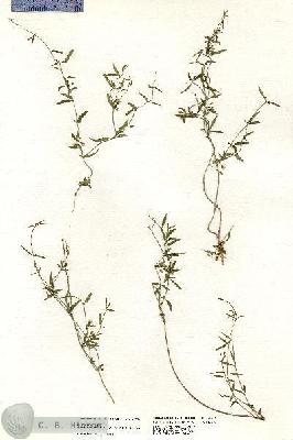 URN_catalog_HBHinton_herbarium_20414.jpg.jpg