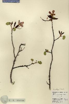 URN_catalog_HBHinton_herbarium_22727.jpg.jpg