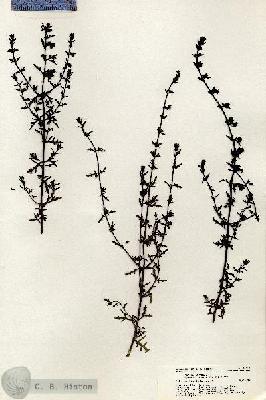 URN_catalog_HBHinton_herbarium_20419.jpg.jpg