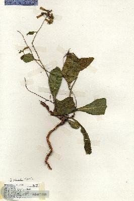 URN_catalog_HBHinton_herbarium_19376.jpg.jpg