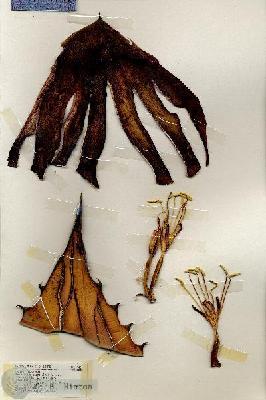 URN_catalog_HBHinton_herbarium_19401.jpg.jpg