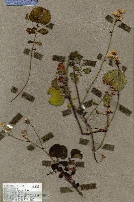 URN_catalog_HBHinton_herbarium_19347.jpg.jpg